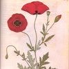 poppycouture